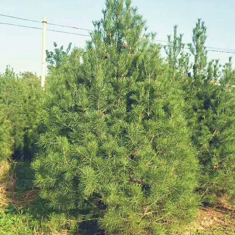 供应风景树陕西白皮松基地 园林绿化占地周至白皮松批发