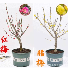 盆栽;乔木;灌木