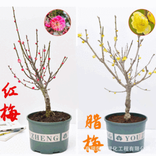 �t÷�辰������÷������ ��ʽ�Ϙ�ͥԺ���� �������ܶ����辰ֲ��