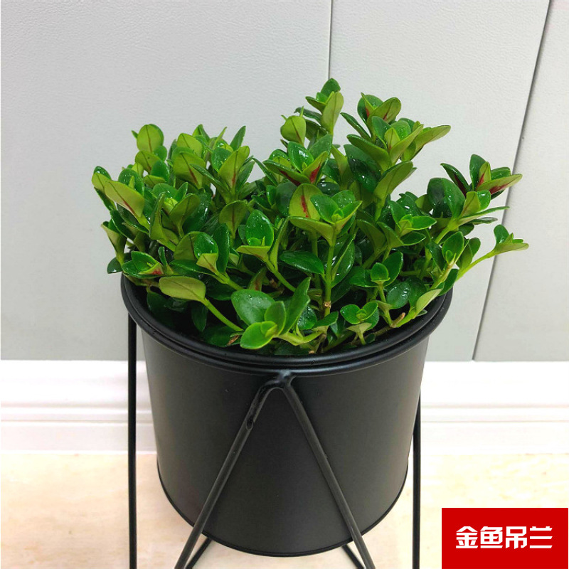 Planta verde de escritorio mayorista flor de oficina flor de rosa verde árbol rico base de plantas de maceta interior suministro image 10