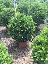 灰莉球、非洲茉莉球、大量供应非洲茉莉球