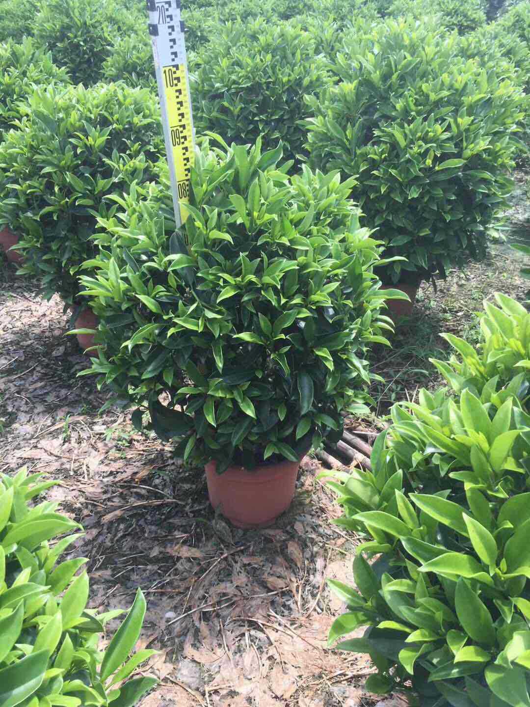 灰莉球、非洲茉莉球、大量供应非洲茉莉球