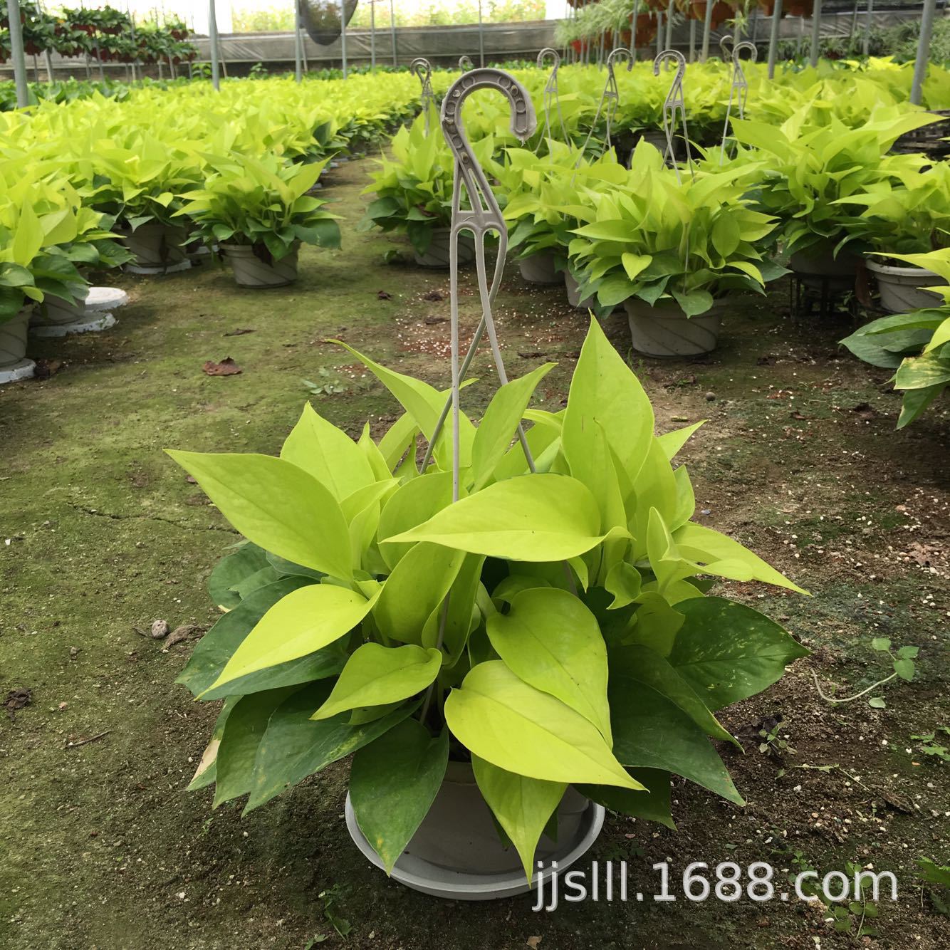 impicture_331ebabead506f38b353