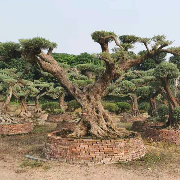 造型油橄榄价格 西班牙橄榄树 欧洲油橄榄 庭院树 景观树 名贵树