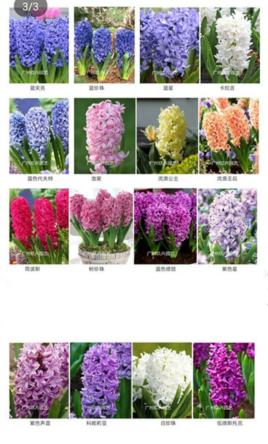 Голландский гиацинт семенной шар цветущих растений Цветущий шар