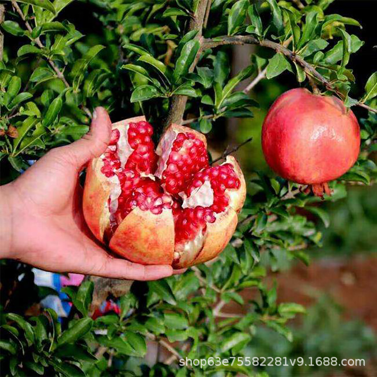 [Shunfeng]Sichuan Province Huili Tunisia Soft seed pomegranate 9 fresh fruit Daliangshan Pomegranate