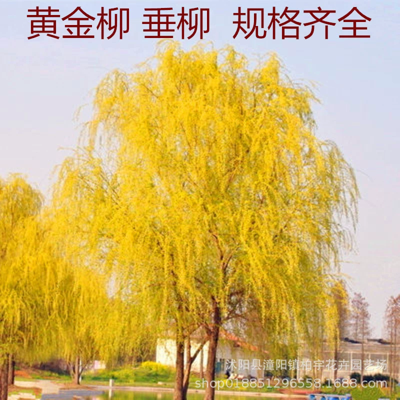 Рассада ивы протертая рассада ивы Золотая ива рассада США Быстрорастущая Золотая Цикада ива рассада протертая рассада ивы Риверсайд Озеленение рассады ивы