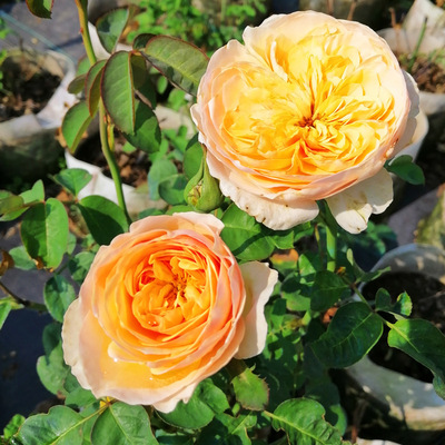 灌木精選 歐月朱麗葉盆栽玫瑰月季花苗大花濃香花卉四季三年大苗