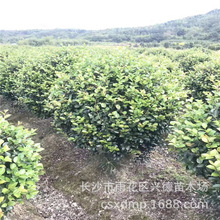 批发茶梅 茶梅球 茶梅小苗花色艳红 绿化灌木规格多价格低