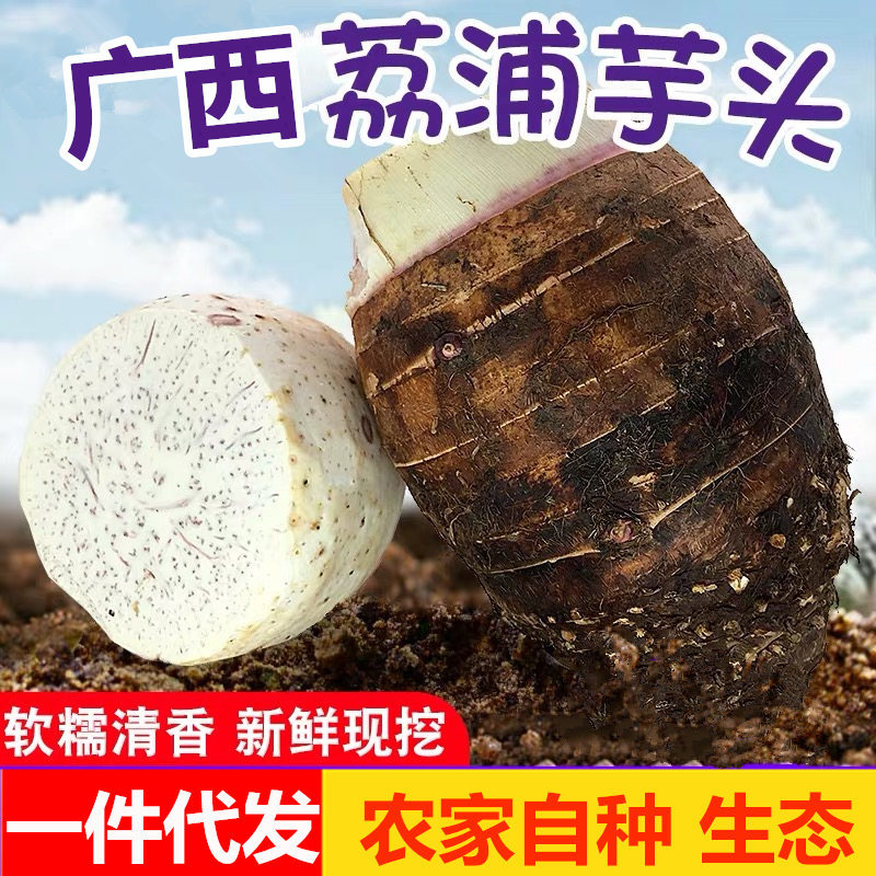 Guangxi Li Riverside taro On behalf of Fragrant and sweet fresh