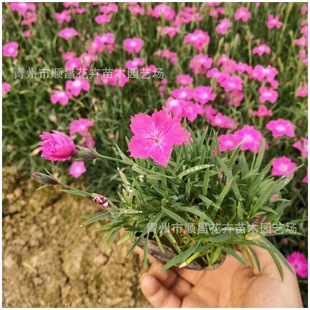 �G���ÚWʯ�񻨻� ���ʯ���� �L��ʯ�� �ر��^���ʯ��