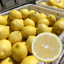 批发安岳黄柠檬大果 一级果 5斤约10个 尤力克新鲜汁多 5斤起卖