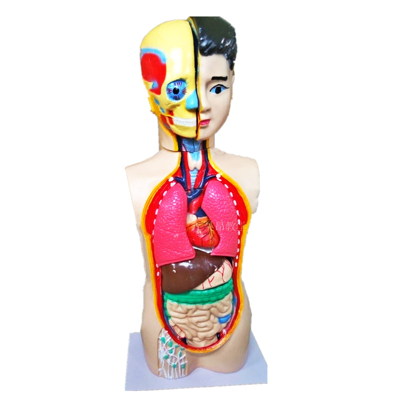 少年人体半身模型65cm 高初中学生物科学解剖躯干模型小学可拆 阿里巴巴
