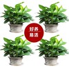 Base direct batch of A -class green dill long rattan potted plants of all specifications of hydroponic green plant purification air plants