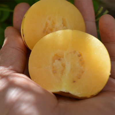 云南石林人生果100斤起批发1件代发不包邮|ms