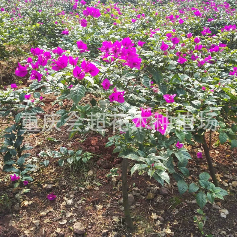 Базовый опт Bougainvillea Фиолетовый Красный Bougainvillea различные спецификации Большой выгодно