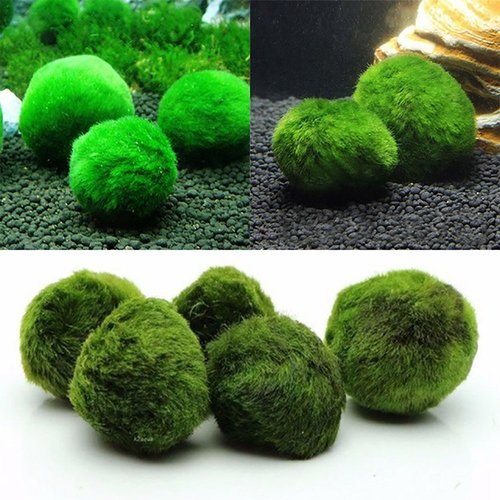 Live Green Algae Ball Ornament for Real Water Plant Fish Tank Aquarium Landscape Decoration Seaweed Ball Eco Bottle Algae Ball 4cm