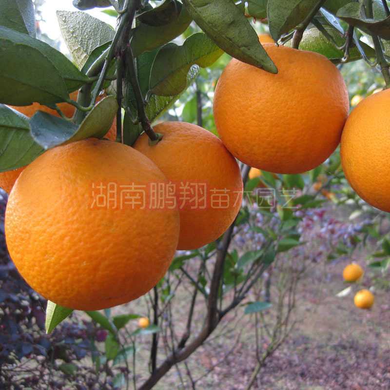 果树苗木批发果苗 埃及糖橙苗 纯甜无酸 当年种植可结果橙树苗|ru