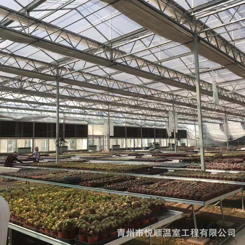 温室大棚多肉养殖加工制作多肉花卉养殖农业大棚多肉培育大棚建造
