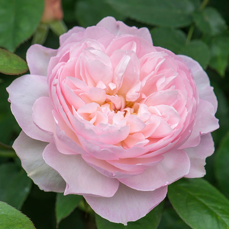 Импортная доброта розы/Нежная Гермиона Крупногабаритные Ароматические кустарники Саженцы роз Морозостойкие цветы в горшках