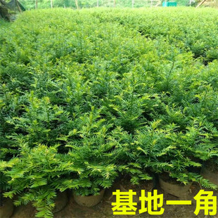 �t��ɼ�����҃��辰�t��ɼ���Ϸ��t��ɼ�������l