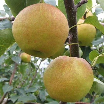出售丹霞红梨树 粗度5公分以上梨树 秋月梨树|ru