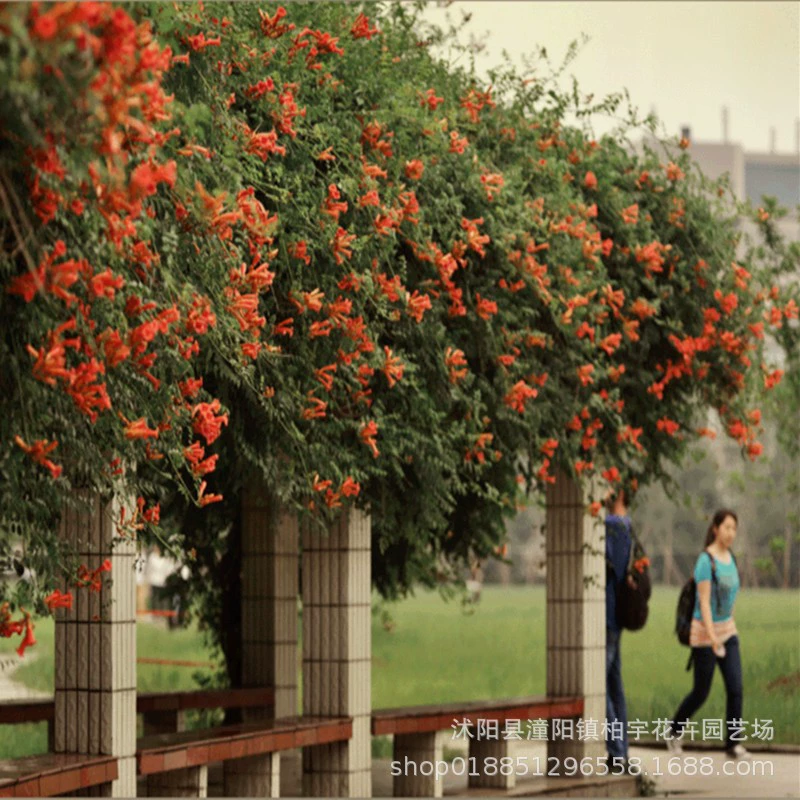 Американский кемпсис Рассада Балкон Двор Фейерверки для скалолазания по стене Глициния Lingxiao Рассада деревьев Мультифлаковая альпинистская лоза растение в горшке