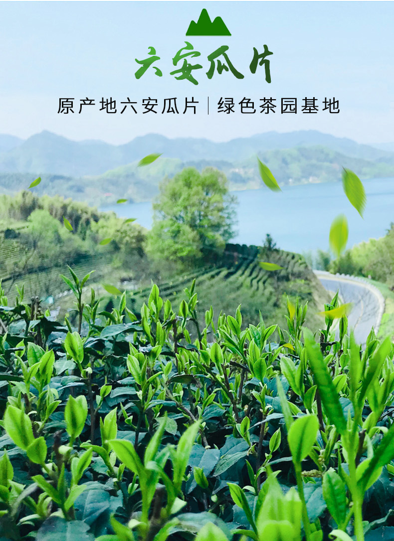 手工六安瓜片01