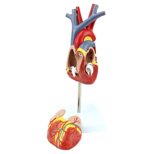 ���t��Ʒ1:1���w���Kģ��B���ʳ��t����Ѫ�܃ȿƽ��ʽ̌Wģ��