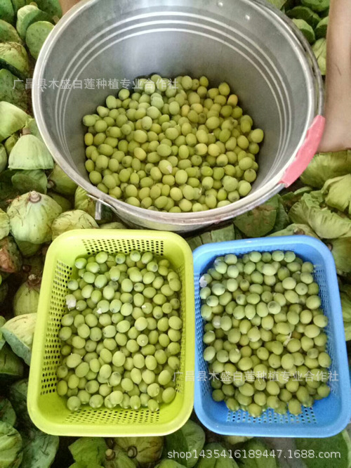 【产地批发】虾莲套养种植莲子净化水质创造虾生长条件高产莲子种