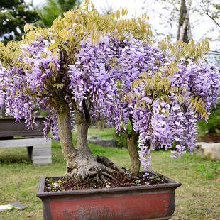 Four Seasons Planting Climbing Vines, Climbing Green Plants, Wisteria Flower Saplings, Multi-Flower Potted Florals, Indoor and Outdoor Florals, Garden Florals