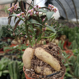 ����ֲ��K�����l��� �˅���� �����󼪼s10-12cm������ܾG