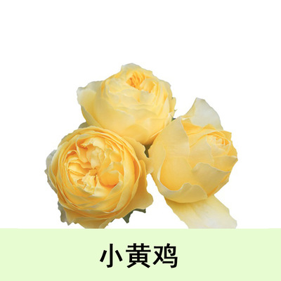 小黃雞月季花灌木切花簡單勤花易養抗病性強月季花帶花苞陽台大苗