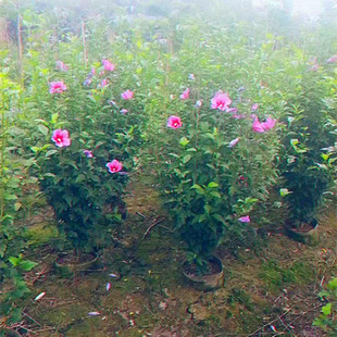 ���س��ۅ���ľ�Ȼ���  ͥԺ�h�ʇ���ľ�L���е��Ø�