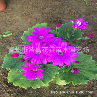 ���Թ��~�ջ��� �҃Ȼ��� ͥԺ�G�� �@�־��^����