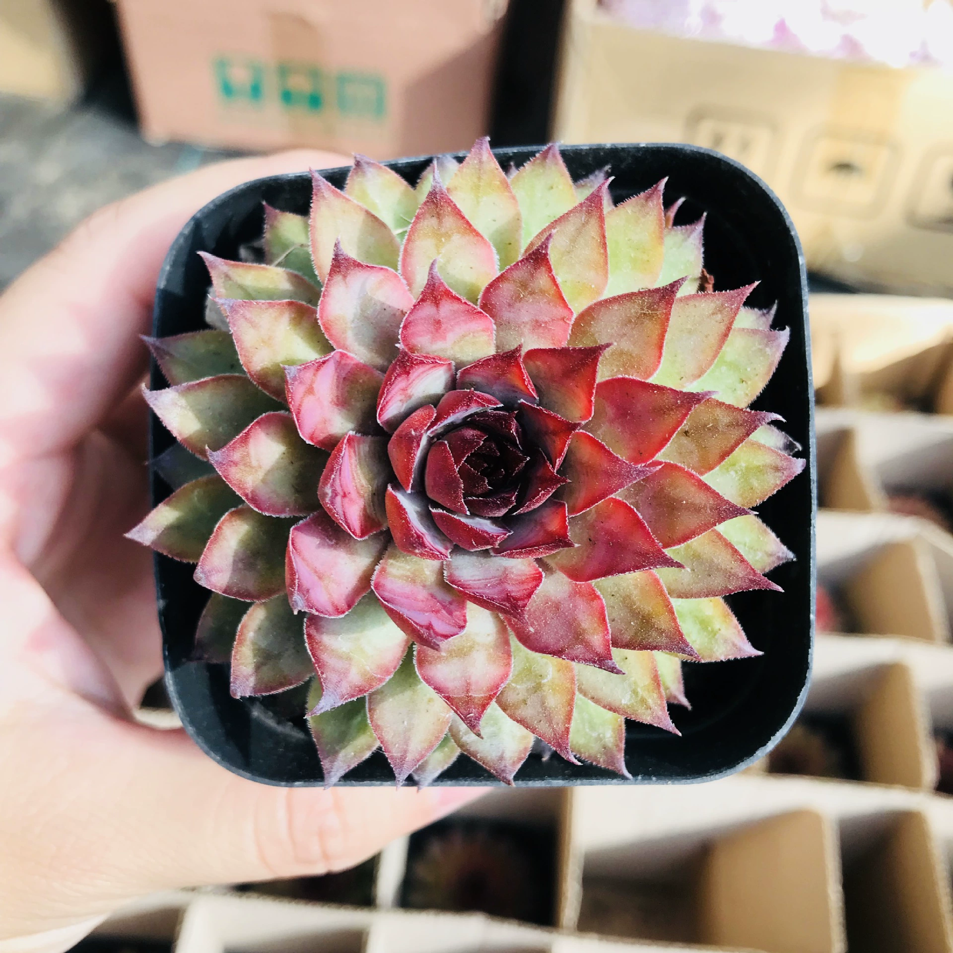 Суккулентное растение оптом комнатное декоративное мясо в горшках красный алмаз вечные продажи мяса травы