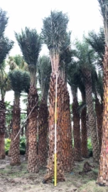 灌木;水生植物;一二年生花卉