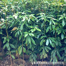 SľϳzľС~̴辰زֲ