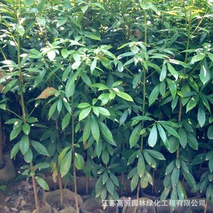 SľϳzľС~̴辰زֲ