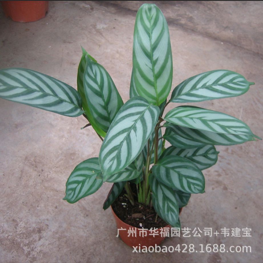 截图20190302231454