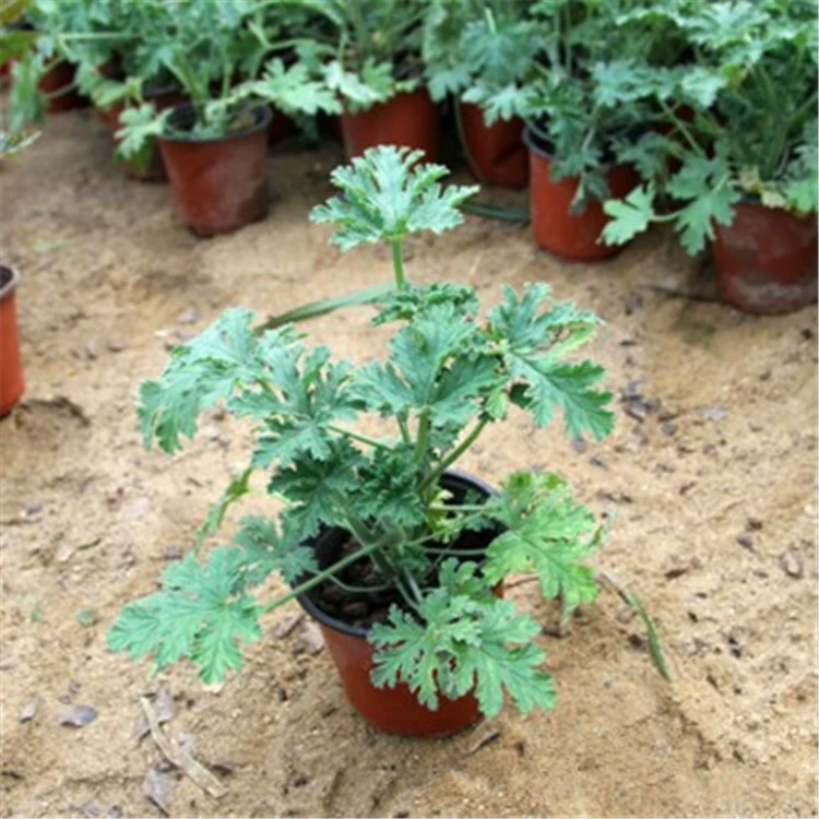 База оптом репеллент от комаров комнатный репеллент от комаров ваниль зеленое растение цветы Герань мята Горшечное растение