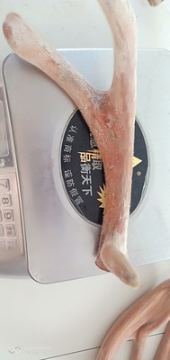 梅花鹿毛桃鹿茸三叉。|ru