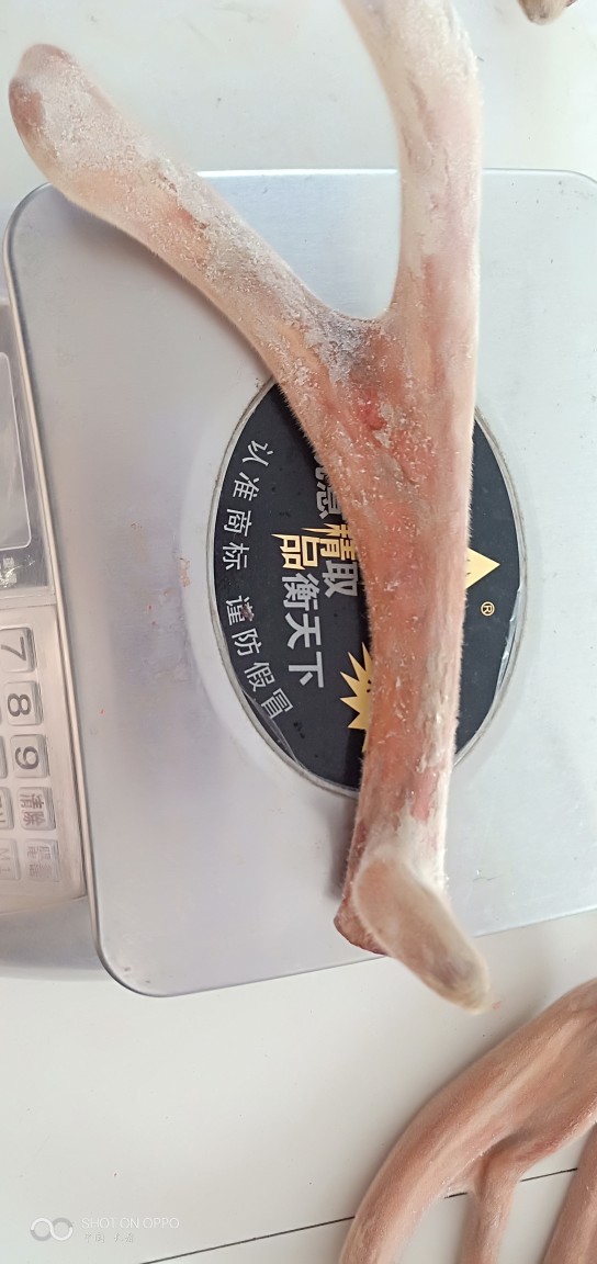 梅花鹿毛桃鹿茸三叉。|ru