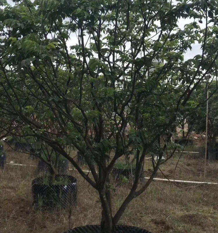 黄皮树 丛生黄皮树 黄皮果批发高2-6米-阿里巴巴