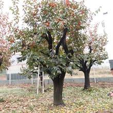 专业供应10至60公分的柿子树绿化柿树 规格全柿子树 量大从优