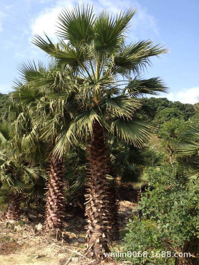 老人葵（华棕）