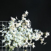 �����ķ����ѻ����m�m�꾀�\�ĵ������{ɫ�������S�����㙉�m��