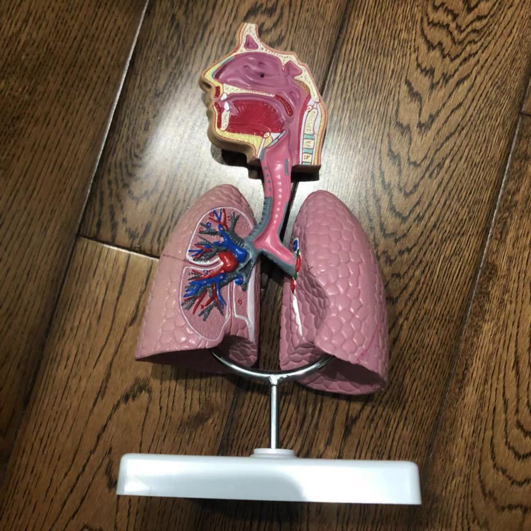 供应医学教学器材模型 呼吸系统模型 呼吸肺模型 实验教材 可logo