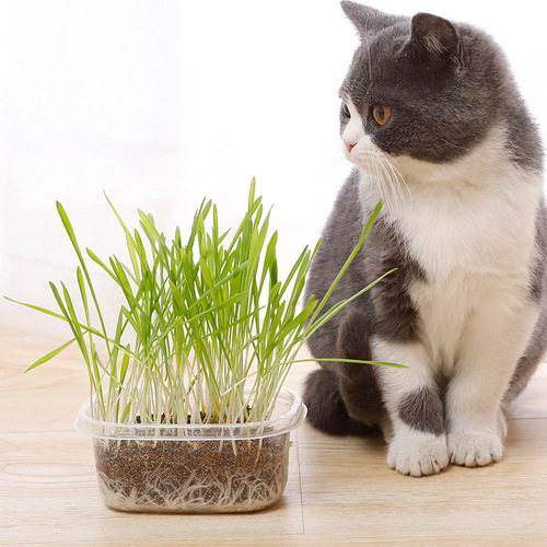 Lazy Cat Grass Set Wholesale Cat Snacks Nutritious Soil Wheat Seed Potted Hair Remover Pet Cat Supplies