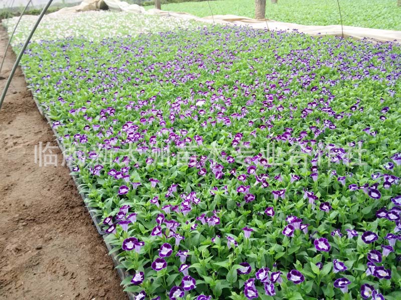绿化带花卉种植图片,花卉种植图片,花卉种植造型图片(第10页)_大山谷图库